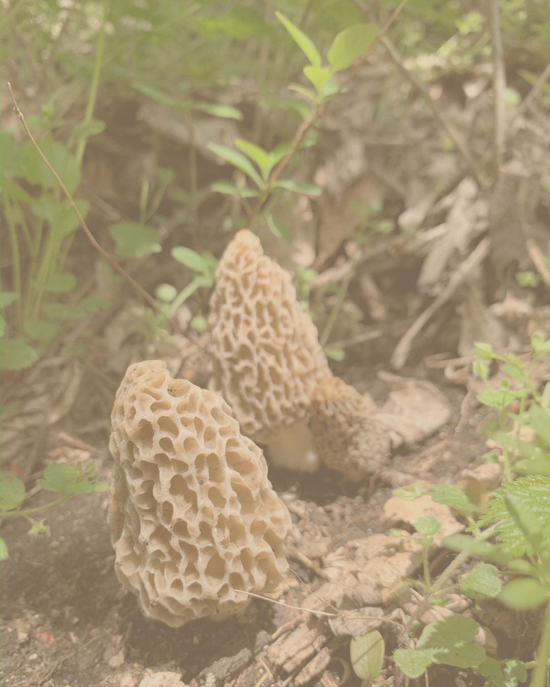 Unkle Fungus Mushrooms